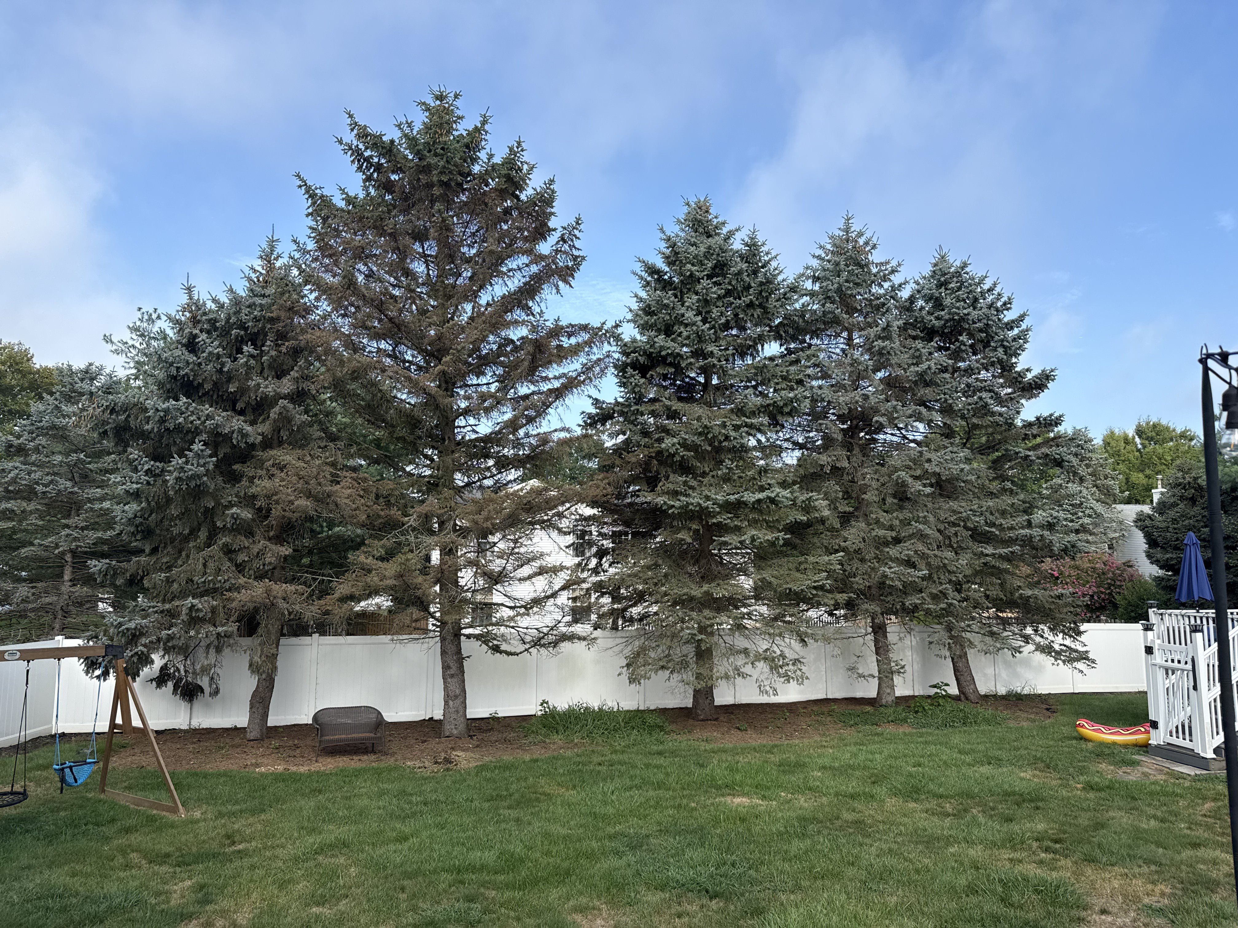 Overgrown yard with stumps before restoration